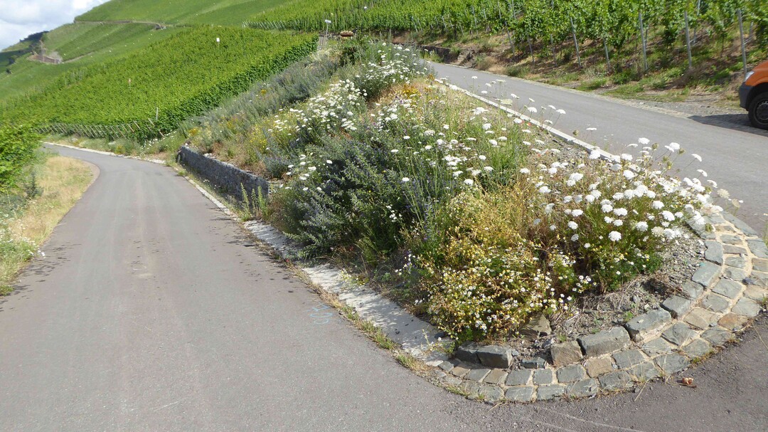 Schon kleine Wegspitzen bieten wärmeliebenden Pflanzen einen guten Standort und damit Wildbienen und Schmetterlingen Nahrungs- und Fortpflanzungsraum.
