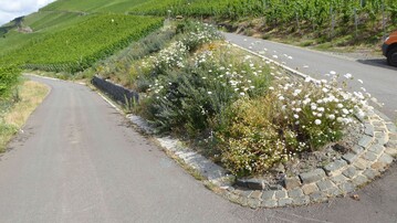 Schon kleine Wegspitzen bieten wrmeliebenden Pflanzen einen guten Standort und damit Wildbienen und Schmetterlingen Nahrungs- und Fortpflanzungsraum.
