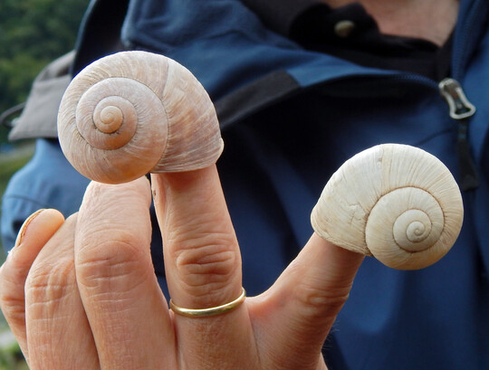 Das linksdrehende Gehuse eines echten Schneckenknigs (rechts) im Vergleich zum Haus einer normalen Weinbergschnecke (links).