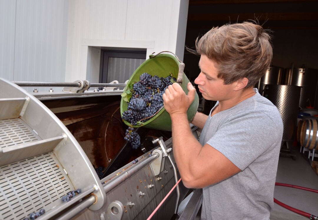 Winzer Hendrik Weber bereitet aus den Schwarzriesling-Trauben einen Blanc de Noir-Sekt und erweitert damit das Angebot seines jungen Betriebs. 