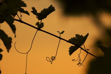 Bis zum 31. Januar 2022 knnen Antrge auf Rebpflanzungsfrderung gestellt werden.