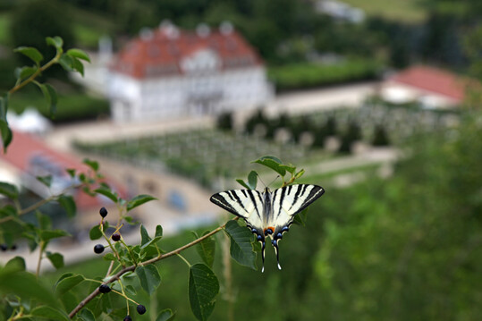Ein Segelfalter vor dem Schloss Wackerbarth.
