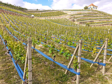 Der untersuchte Weinberg in Seulitz.