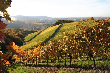 Der Weinbau in Steillagen stellt die Winzer vor besondere arbeitstechnische Herausforderungen.