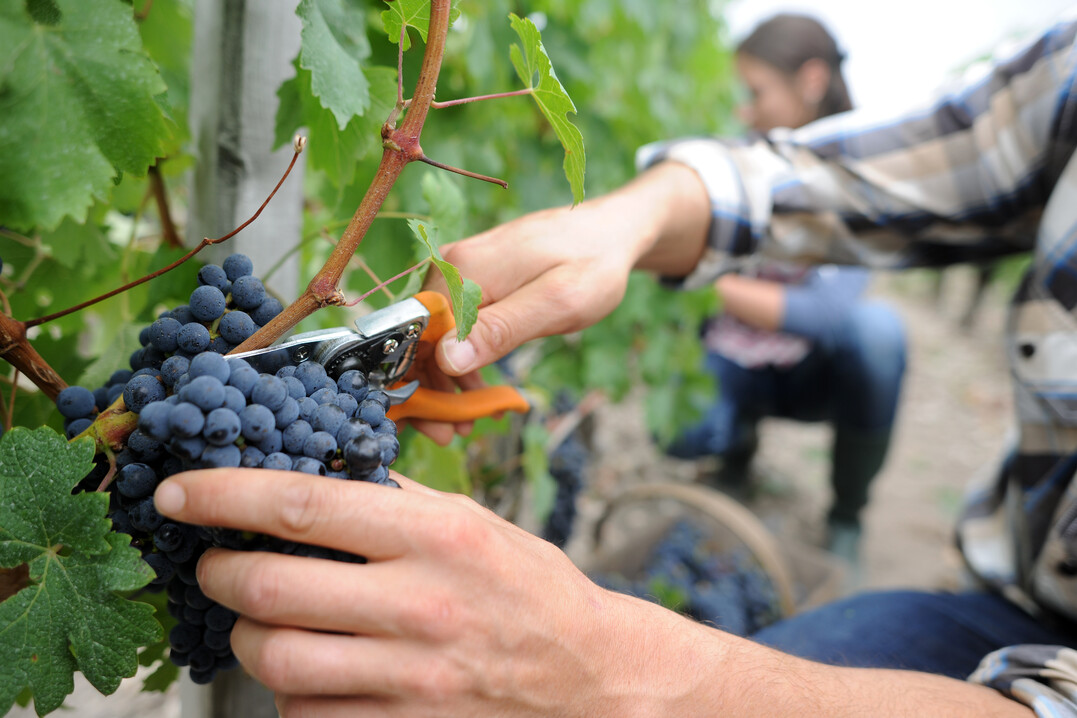 Die Weinlese 2021 steht vor der Tür. Auch in diesem Jahr müssen die besonderen Umstände beachtet werden.