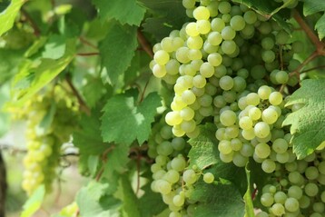 Langsam aber sicher geht es bei vielen Sorten in die Erntezeit ber.