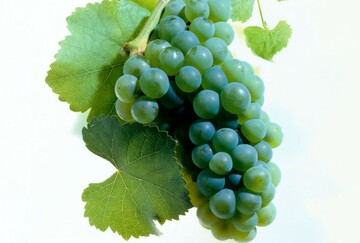 Die Bezeichnung Selection ist in Franken den Rebsorten Silvaner, Riesling, Weier Burgunder, Grauer Burgunder und Sptburgunder vorbehalten.