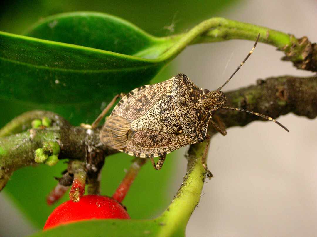 Die Asiatische Marmorierte Baumwanze Halyomorpha halys