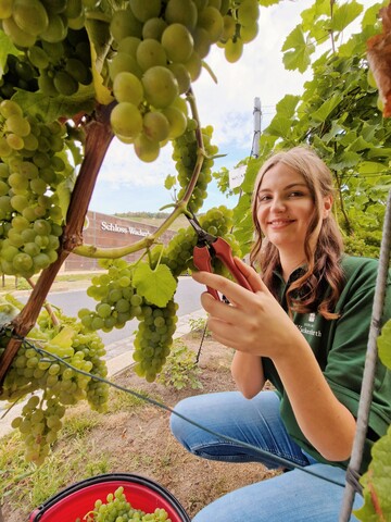 Sophie Reuter, BA-Studentin, liest die ersten Solaris-Trauben des Jahrgangs 2022.
