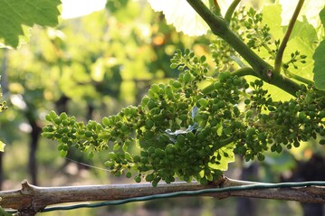  Die Traubebeeren befinden sich zwischen Stecknadelkopf- und Schrotkorngre. Teilweise haben sie bereits fast Erbsengre erreicht. 