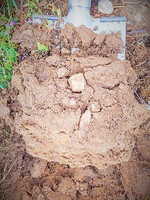 Eine Spatentiefe genügt, um sich einen Überblick über den Zustand des Weinbergbodens zu verschaffen.