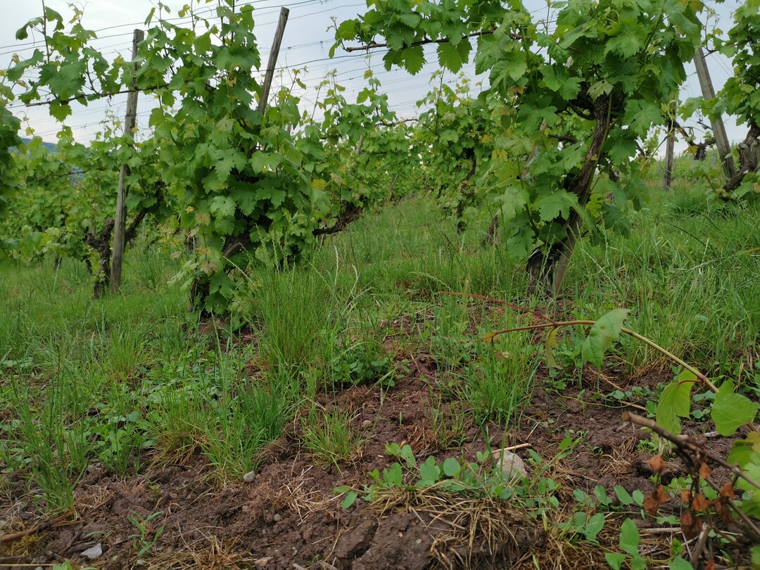 Das "Stämmleputzen" ist eine vorbeugende Maßnahme gegen erste Peronosporainfektionen.