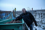 Gert Seibold freut sich über die Eisweinlese.
