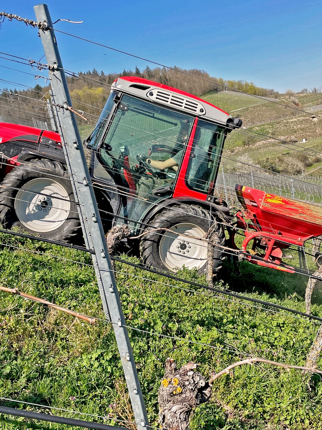 Die Stickstoffdüngung mit langsam wirkenden organischen Düngern oder im Steilhang sollte kurz vor dem Austrieb erfolgen.