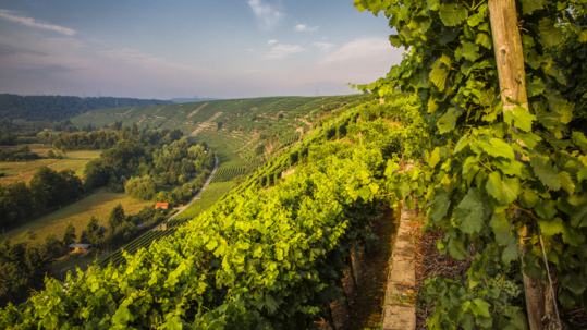 Einige der Mitglieder bewirtschaften Weinberge in Steillagen an der Neckarschleife in Lauffen.