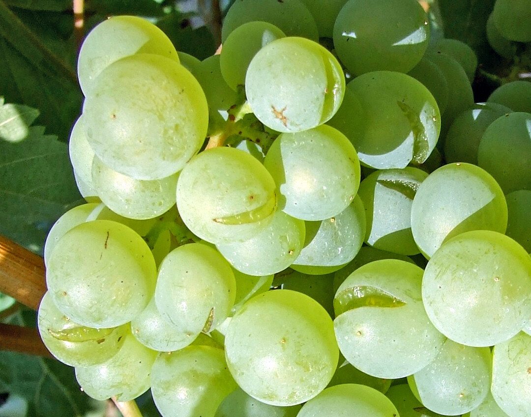 Aufplatzende Beeren ohne vorheriges Abquetschen.