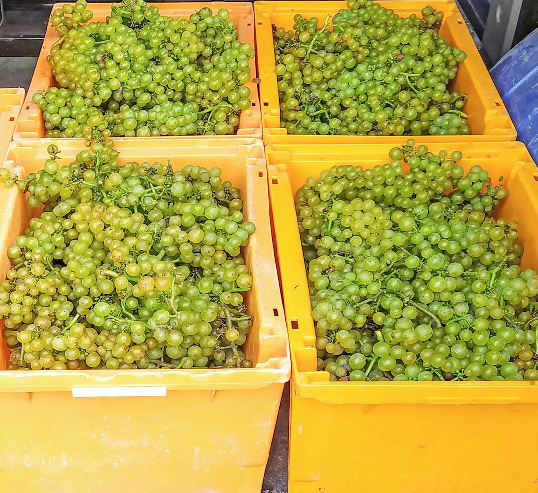 Die Weinlese und der Traubentransport für Sektgrundwein erfolgen in kleine Kisten.