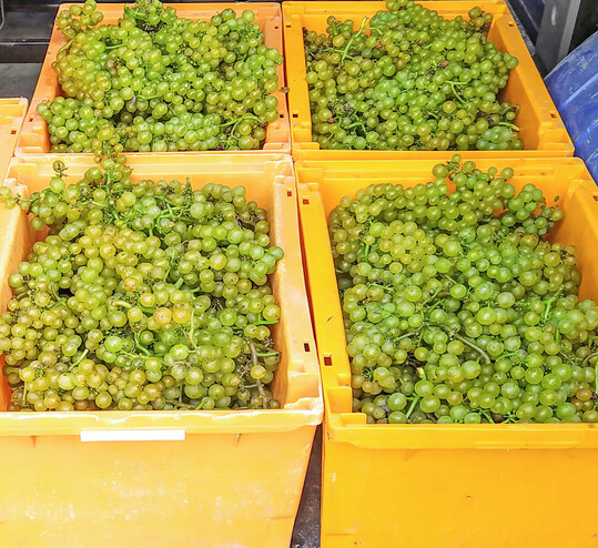 Die Weinlese und der Traubentransport fr Sektgrundwein erfolgen in kleine Kisten.