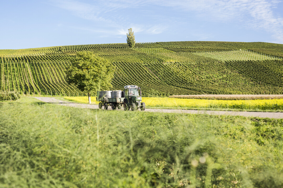 Ein Winzer bei der Traubenanlieferung auf der Strae zum Winzerkeller.