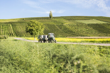 Ein Winzer bei der Traubenanlieferung auf der Strae zum Winzerkeller.
