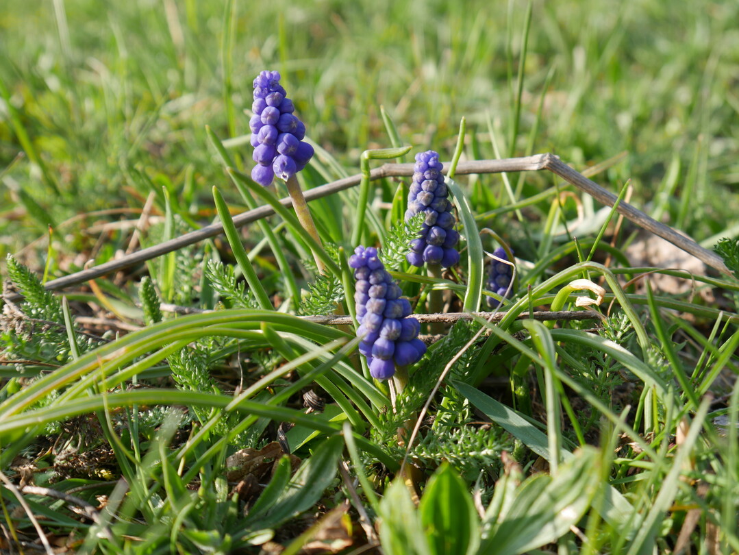 Für Insekten, die früh ins Jahr starten, bilden Traubenhyazinten eine wichtige Nektarquelle.