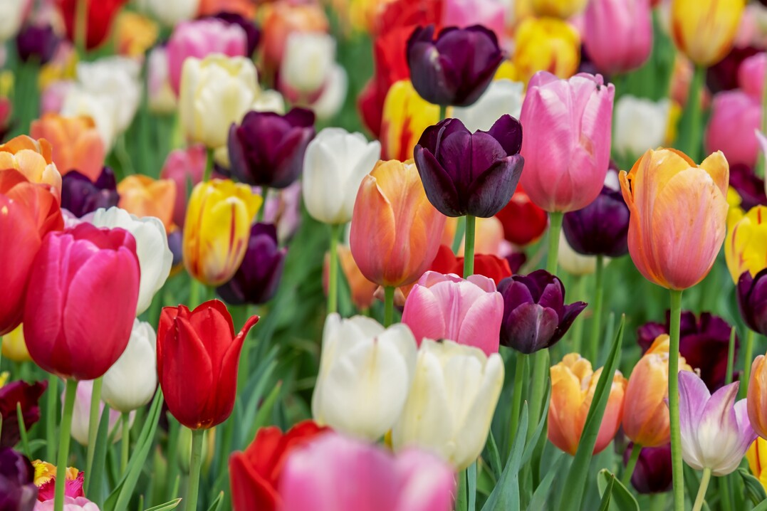 Bunte Blumen sollen im nächsten Frühjahr blühen, um ein Zeichen der Solidarität und Hoffnung für die Hochwasseropfer im Ahrtal zu setzen.