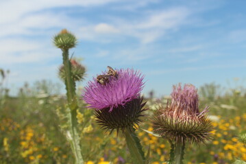 Wildbienen auf einem Feld, das mit dem Veitshchheimer Hanfmix bestellt ist. 