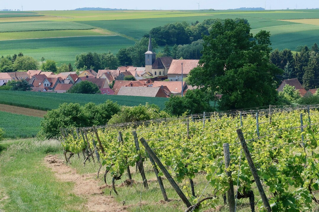 Der Anteil der Biowinzer*innen soll zukünftig deutlich ansteigen, um den Weinbau nachhaltiger zu gestalten.