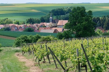 Der Anteil der Biowinzer*innen soll zuknftig deutlich ansteigen, um den Weinbau nachhaltiger zu gestalten.