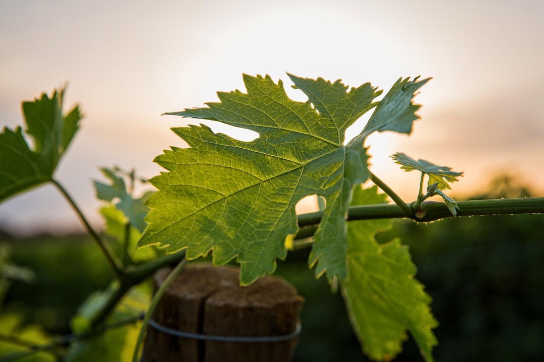 Frhsommerliche Temperaturenfhren zu sichtbar frohwchsigen Weinbergen.