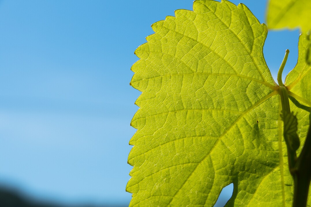 Während die ersten Trauben am Stock bereits anziehen, befinden sich einzelne Gescheine noch in der Blüte.