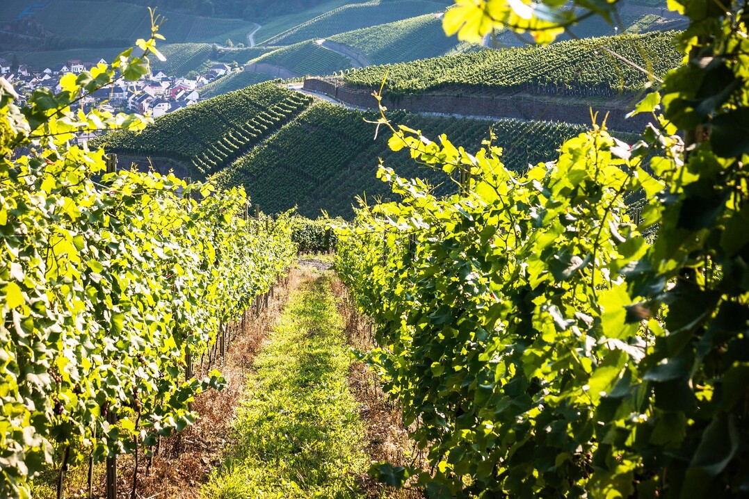 Gute Nachrichten an der Peronospora-Front: Die Laubwände und Trauben sind weiterhin befallsfrei.
