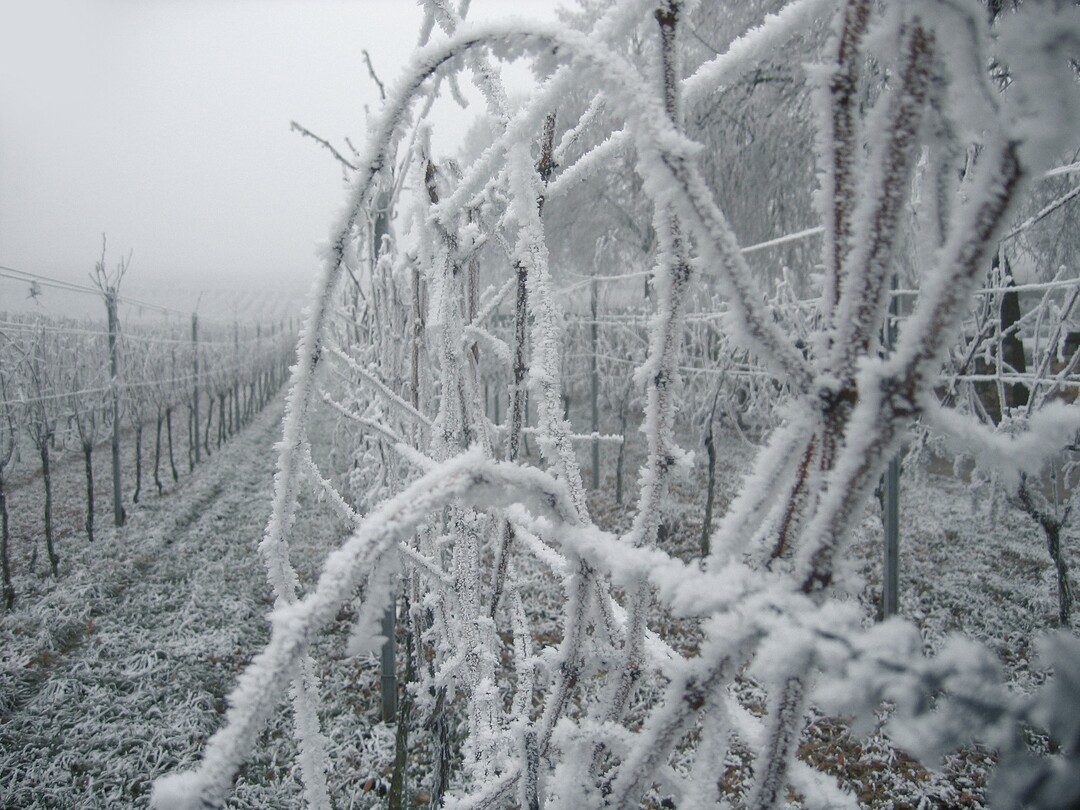 Die Wintermonate eignen sich gut dazu, zahlreiche Weinbau-Onlineseminare zu besuchen.