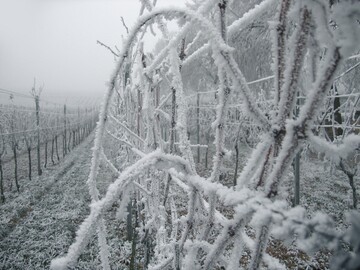 Die Wintermonate eignen sich gut dazu, zahlreiche Weinbau-Onlineseminare zu besuchen.