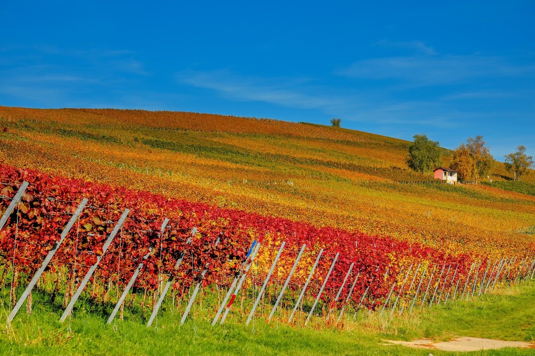 Die Versicherungsprämien für die Risiken Starkfrost, Sturm und/oder Starkregen im Obst- und Weinbau werden dauerhaft gefördert.