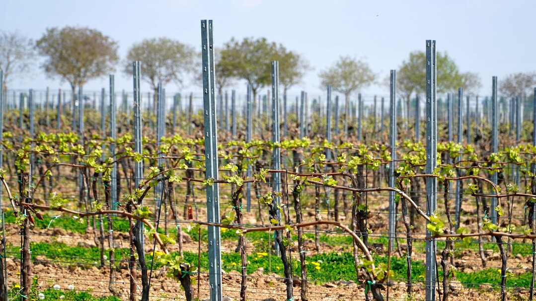 Erfreulicherweise achtet die große Mehrheit der Winzer auf eine sachgemäße Anwendung von Herbiziden.