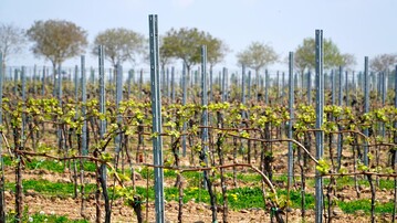 Erfreulicherweise achtet die groe Mehrheit der Winzer auf eine sachgeme Anwendung von Herbiziden.