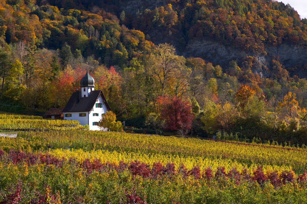 Die Ausführungen zum Glyphosatverbot in Wasser- und Quellschutzgebieten sind bei den Arbeiten im Weinberg zu beachten.