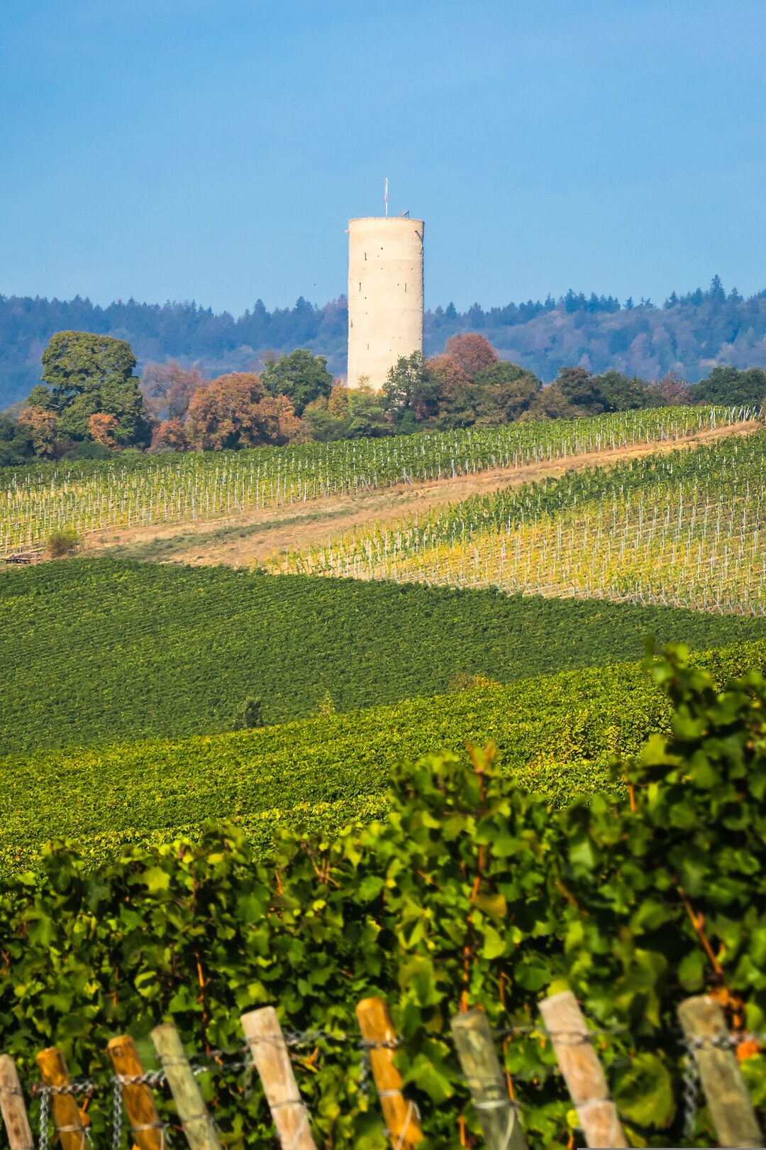 Der Herbst ist im Anmarsch und die Rheingauer Winzer sind vollauf mit ihrer Weinlese beschftigt.