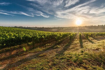 Die grten Weinanbaugebiete Rheinhessen und Pfalz erzeugten 2021 ber die Hlfte der Weinmenge.