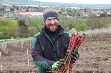  Wackerbarths Weinbauleiter Till Neumeister hlt die Pfropfreben in seiner Hand. 