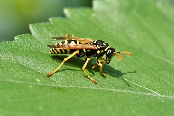 Wespen beien Beerenschalen und Trauben auf, wodurch Sekundrerreger Schaden anrichten knnen.