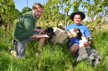 Wackerbarth-Winzer Till Neumeister (li.) und Schfer Sebastian Hnsel sind berzeugt, dass die Schafe im Weinberg naturnahe Landschaftspflege betreiben und dabei keine Trauben fressen.