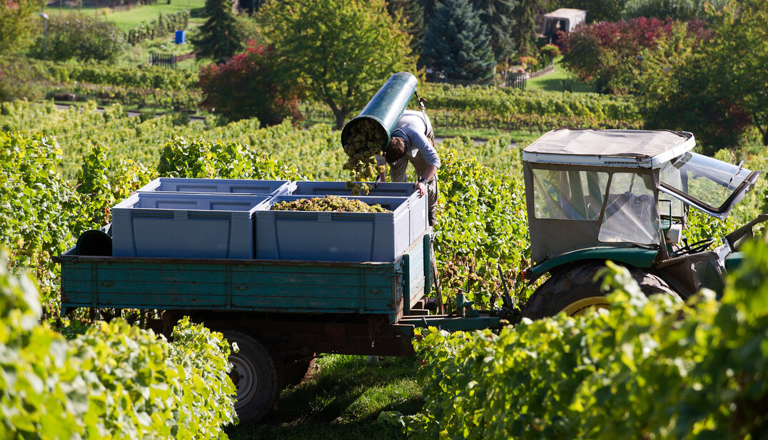 Wetterrisiken wie Hagel und Frost knnen gerade im Weinbau enorme Ernteverluste mit sich bringen.