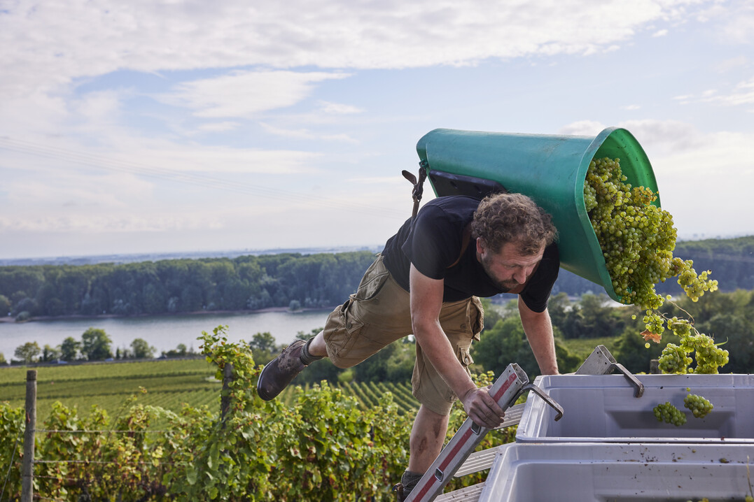 Ein Winzer bei der Weinlese am Roten Hang.