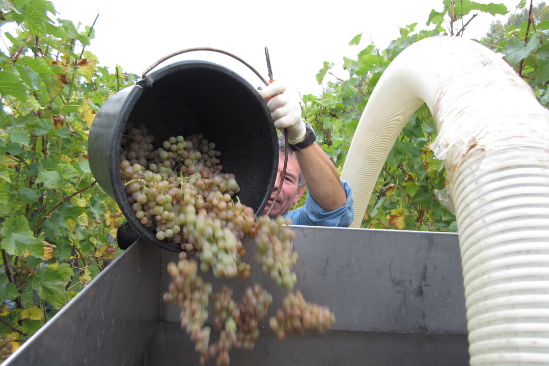 Gutes Weinaroma hngt auch von der Bakterienbesiedelung ab. Das knnte man knftig nutzen, meinen Wissenschaftler der Universitt Hohenheim. 