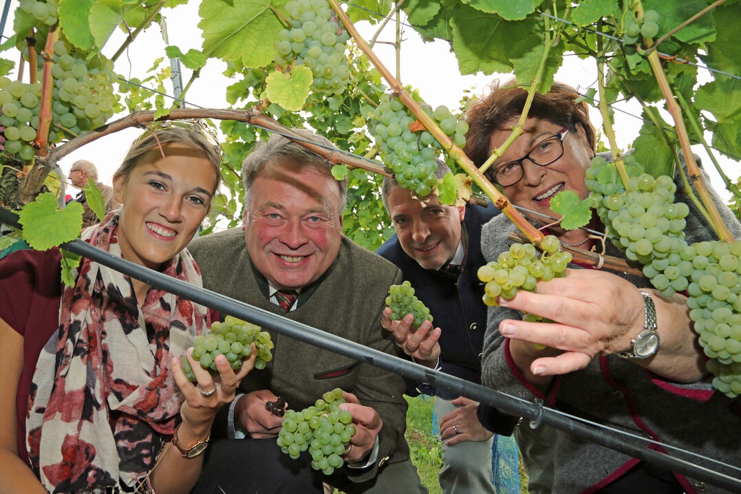 Im steilen Weinberg der Familie Winkler aus Stetten gaben Barbara Stamm, Präsidentin des Bayerischen Landtags, und Helmut Brunner, Bayerischer Staatsminister für Ernährung, Landwirtschaft und Forsten, zusammen mit der Fränkischen Weinkönigin Silena Werner den Startschuss für die diesjährige Lese.