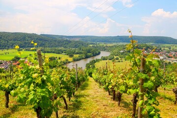 Aktuelle Zahlen zu den mit Keltertrauben bestockten Rebflchen in Baden-Wrttemberg sind nun verfgbar.