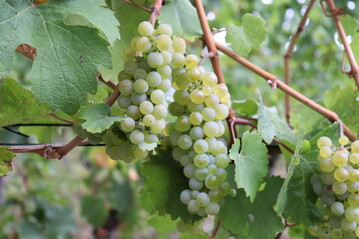 Das Statistische Landesamt Baden-Wrttemberg sucht Berichterstatter fr die Ernteberichterstattungen im Fachbereich Wein.