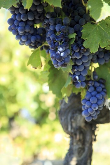 Die Traubenentwicklung liegt je nach Sorte und Region zwischen Traubenschluss und Reifebeginn, so dass bei frhen Sorten frbende oder weiche Beeren zu erkennen sind. 